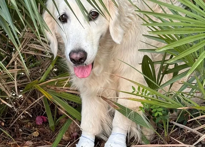 Dona Maria 66 Tatil Evi Luz