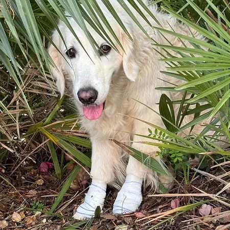 Dona Maria 66 Prázdninový dům Luz
